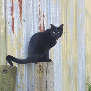 Meet your Posher, Sam